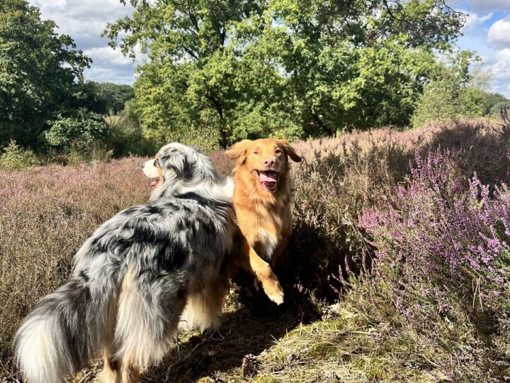 Twee honden op de paarse heide