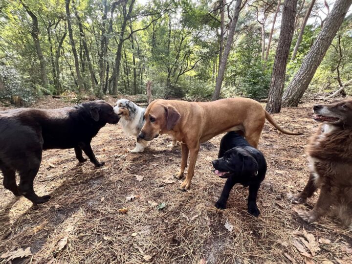 Groep honden begroet elkaar in het bos
