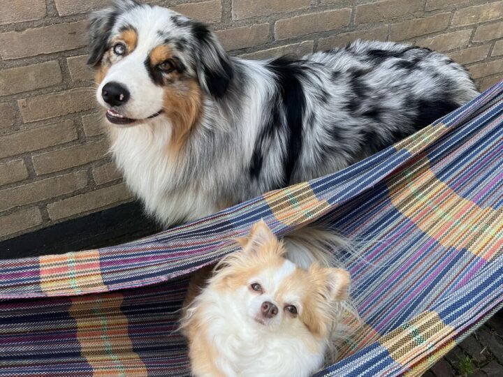 Australian shepherd en chihuahua samen in een hangmat