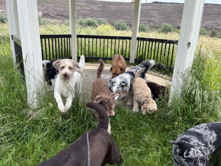 Honden in het gras bij een prieel