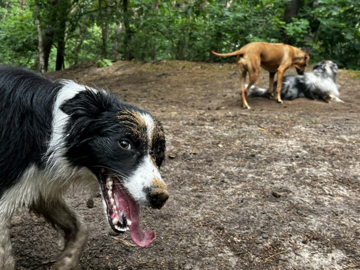 Rennende bordercollie tijdens een groepswandeling