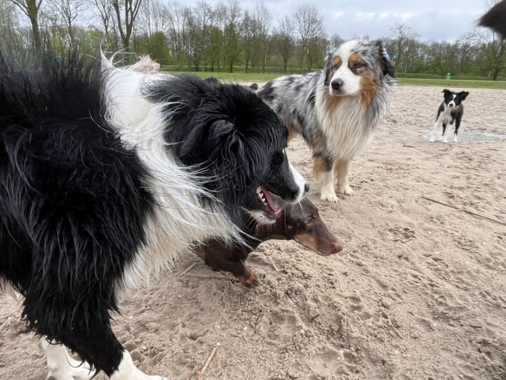 Twee honden spelen op een zandpad