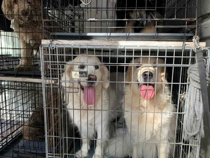 Honden rustig in hun bench tijdens de opvang