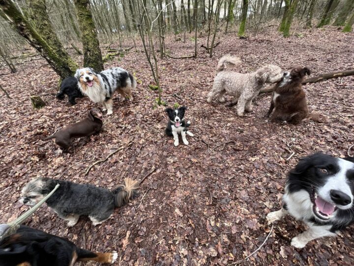 Groepswandeling door het bos