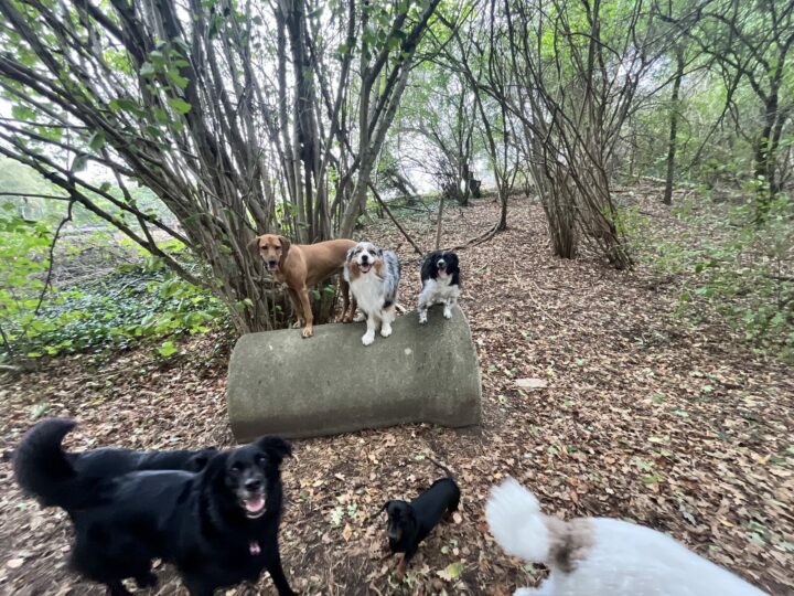 Honden poseren op een duiker in het bos