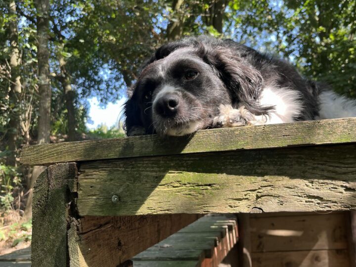 Hond op een houten bankje in het bos