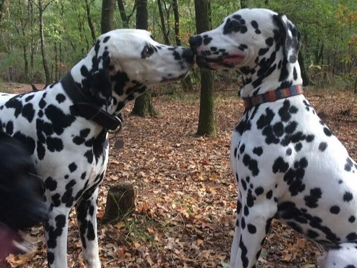 Twee dalmatiers neus aan neus tussen de herfstbladeren