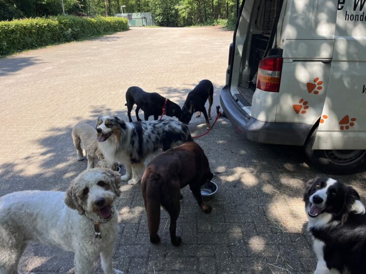 Honden bij de bus van Wijze Wolf